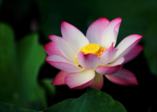 uma flor de lótus com o centro amarelo e as pétalas brancas e rosadas nas pontas