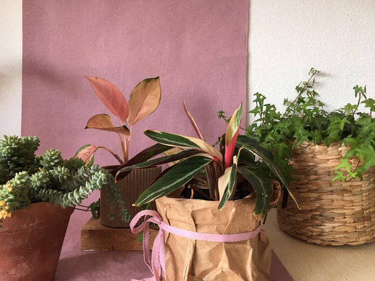 Como regar plantas em casa? Aqui tem dicas para você não errar