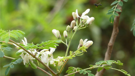 Extrato de moringa: o que é e quais são os benefícios?