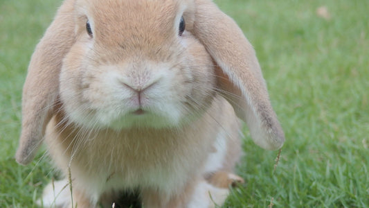 Testes em animais na China: como funciona e o que está mudando