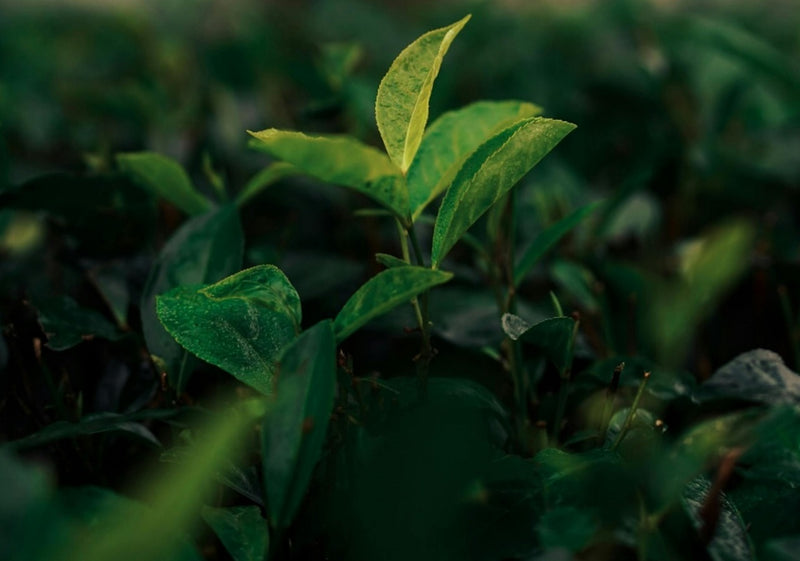 uma folha chá verde